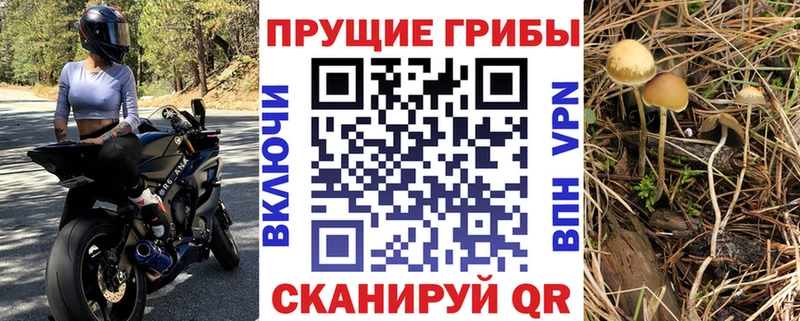 купить закладку  Дербент  Галлюциногенные грибы Cubensis 